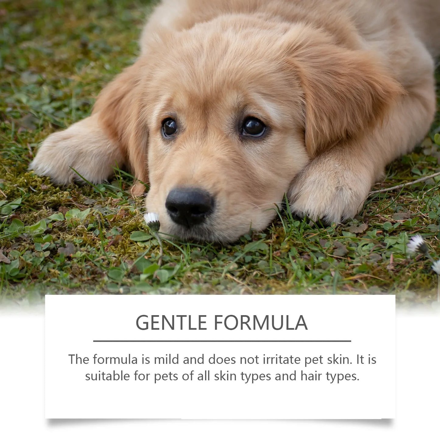 Pet Deodorant Natural Plant Formula Liquid Perfume Spray Dog Cat Odors Removal Lasting Clean Refreshing Fragrance Pet Deodorizer
